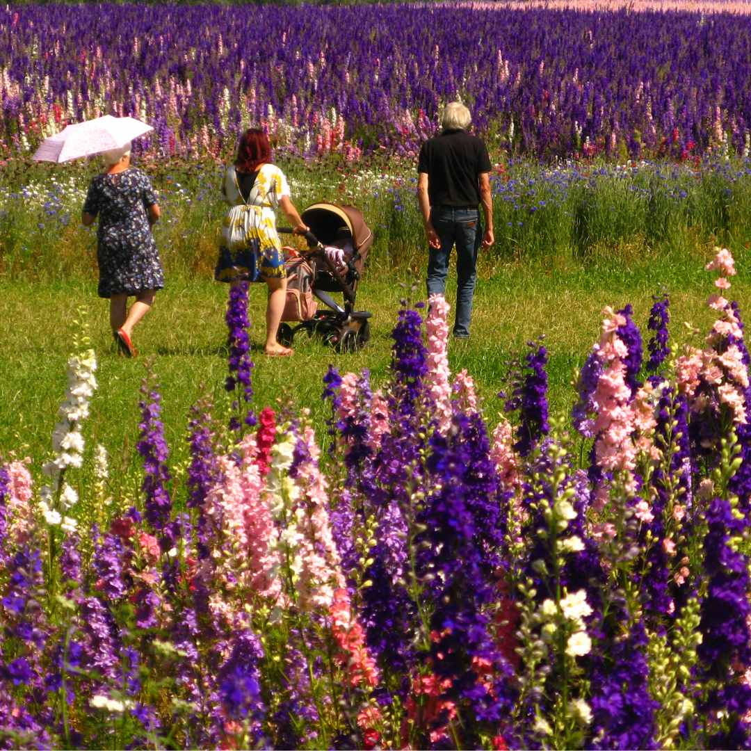 a family strolling through the confetti flower field