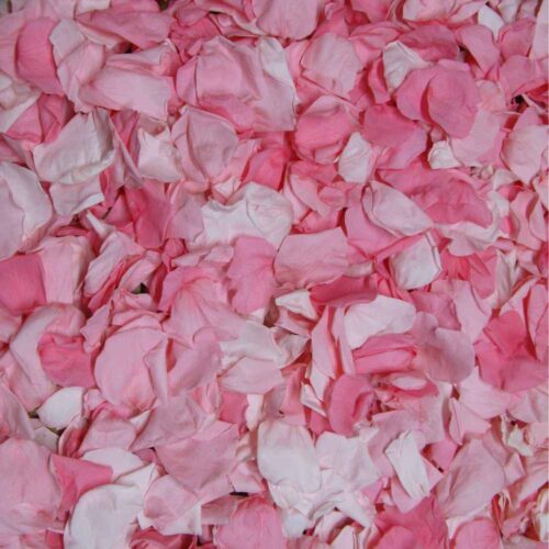 A pile of pink coloured rose petals